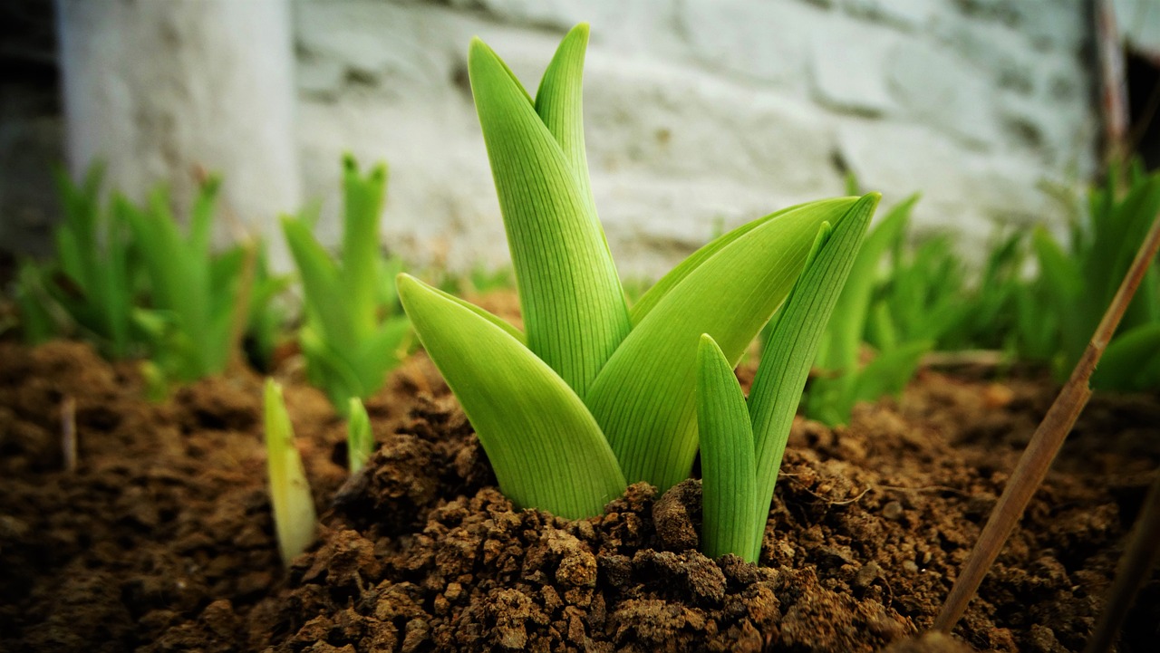 Eco-Friendly Techniques to Improve Soil Fertility
